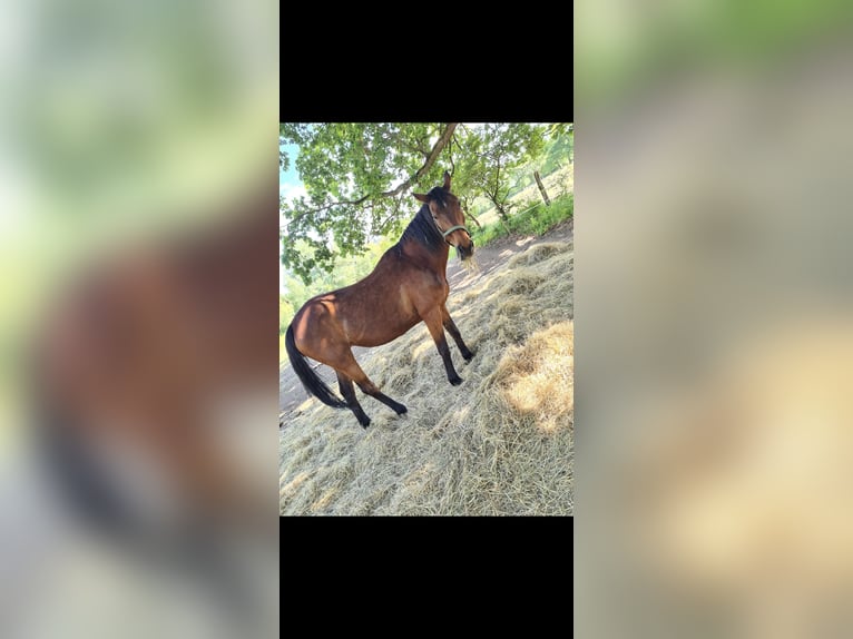 Oldenburger Merrie 21 Jaar 166 cm Bruin in Osterburg