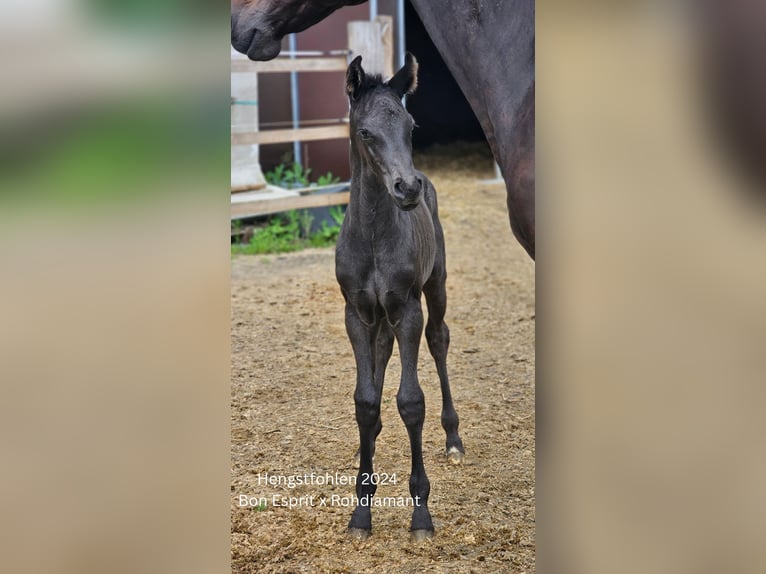 Oldenburger Merrie 21 Jaar 168 cm Donkerbruin in Flieden