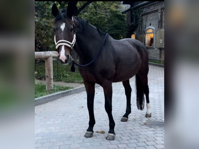 Oldenburger Merrie 21 Jaar 169 cm Bruin in Wiesbaden