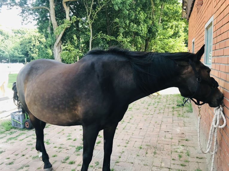 Oldenburger Merrie 22 Jaar 162 cm Donkerbruin in Syke
