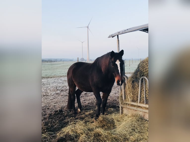 Oldenburger Merrie 22 Jaar 162 cm Donkerbruin in Syke