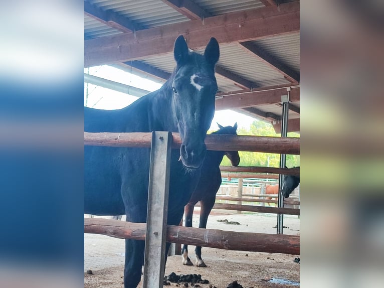 Oldenburger Merrie 22 Jaar 166 cm Zwartbruin in Daaden
