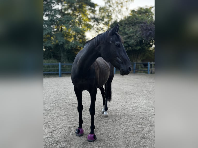 Oldenburger Merrie 23 Jaar 163 cm Donkerbruin in Vechelde