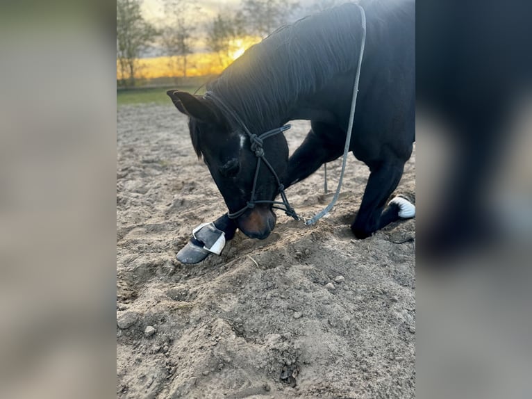 Oldenburger Merrie 23 Jaar 163 cm Donkerbruin in Vechelde