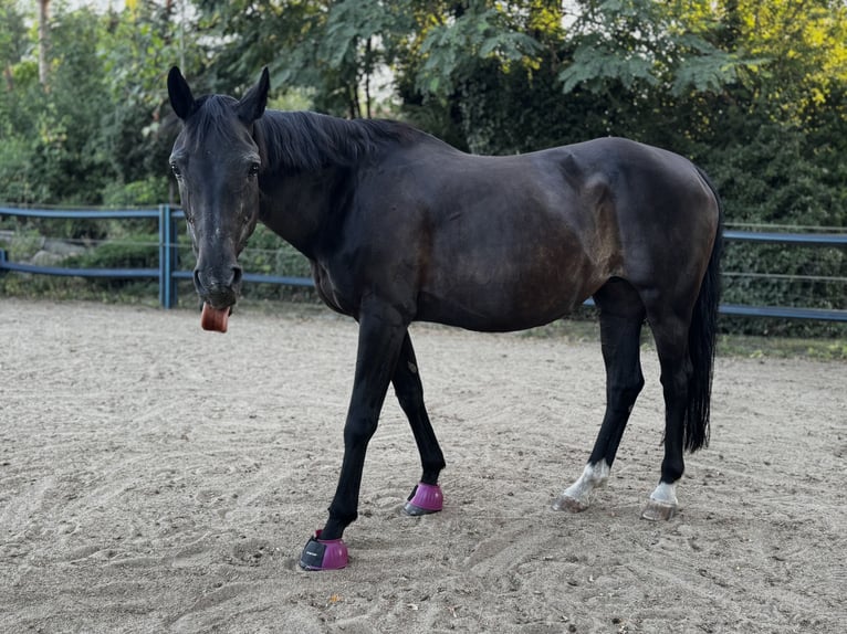 Oldenburger Merrie 23 Jaar 163 cm Donkerbruin in Vechelde