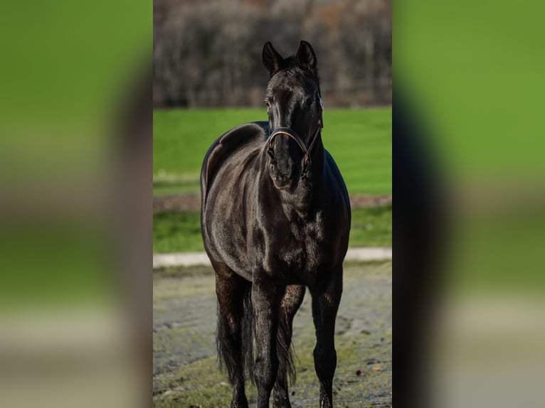 Oldenburger Merrie 23 Jaar 170 cm Zwartbruin in Versmold