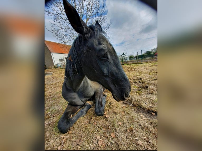 Oldenburger Merrie 24 Jaar 173 cm Zwart in Bad Bocklet