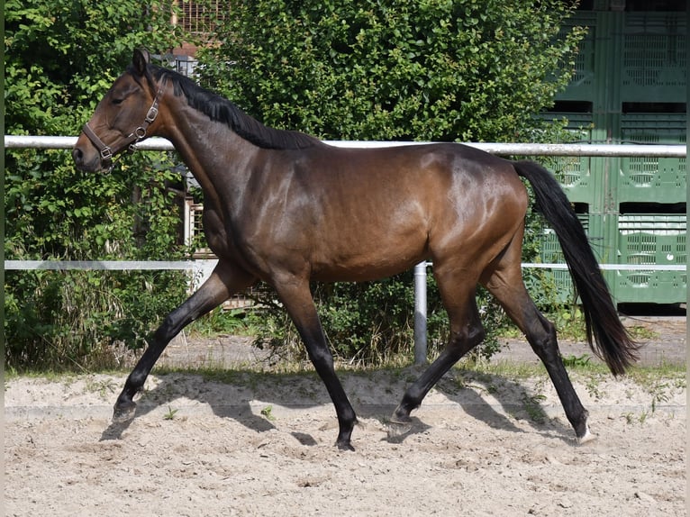 Oldenburger Merrie 2 Jaar 147 cm Bruin in Gotha