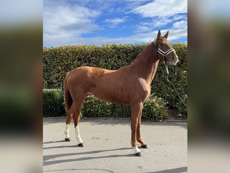 Oldenburger Merrie 2 Jaar 159 cm Vos in Mengen