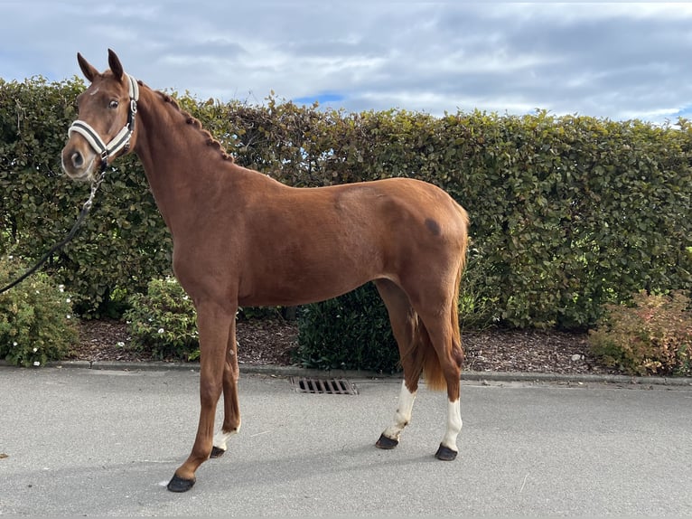 Oldenburger Merrie 2 Jaar 159 cm Vos in Mengen