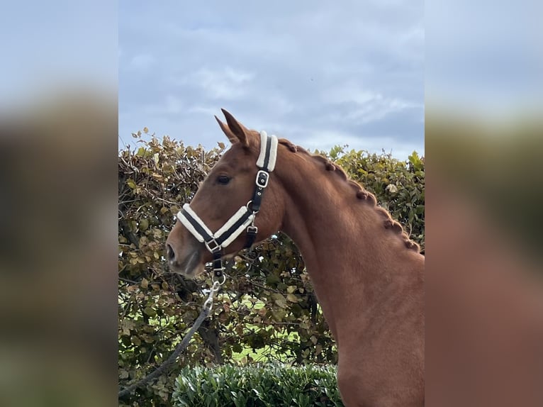 Oldenburger Merrie 2 Jaar 159 cm Vos in Mengen