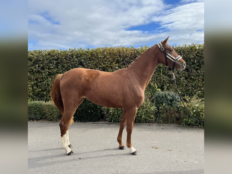 Oldenburger Merrie 2 Jaar 159 cm Vos in Mengen