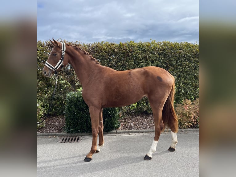 Oldenburger Merrie 2 Jaar 159 cm Vos in Mengen