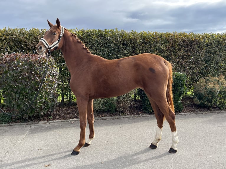 Oldenburger Merrie 2 Jaar 159 cm Vos in Mengen