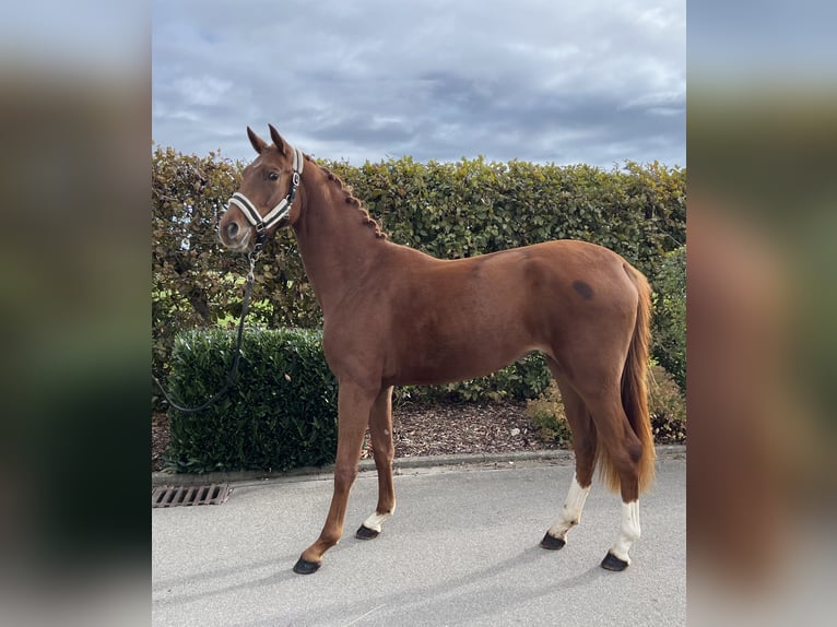 Oldenburger Merrie 2 Jaar 159 cm Vos in Mengen