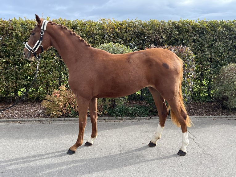 Oldenburger Merrie 2 Jaar 159 cm Vos in Mengen