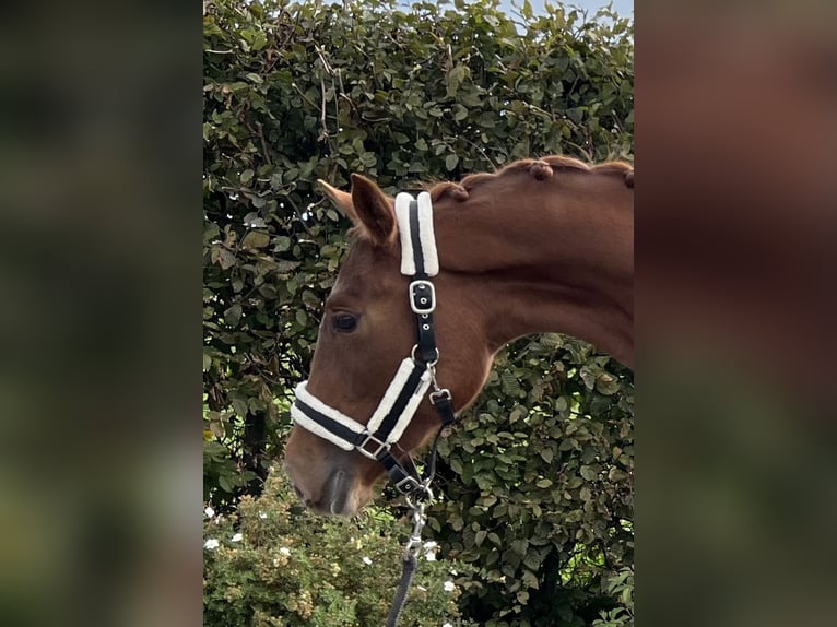 Oldenburger Merrie 2 Jaar 159 cm Vos in Mengen