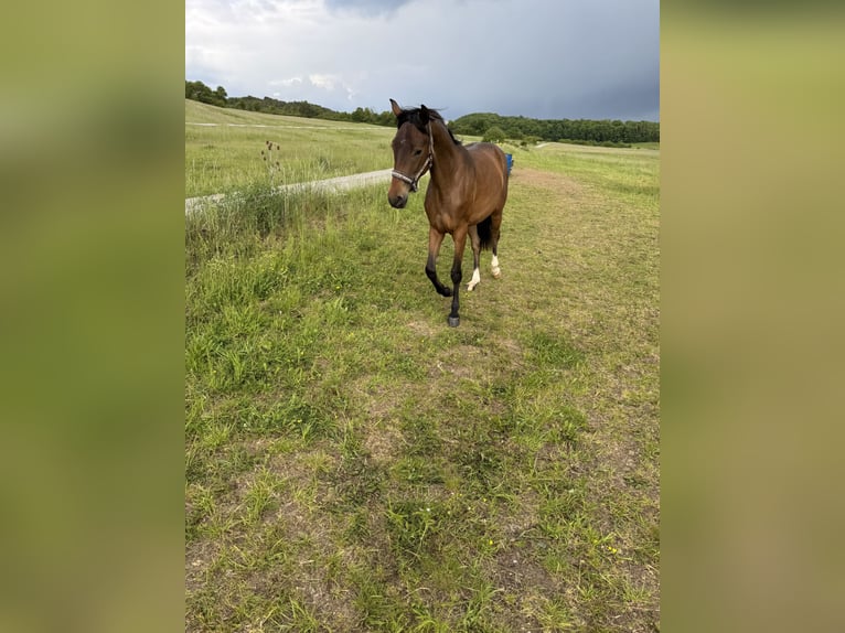 Oldenburger Merrie 2 Jaar 160 cm Bruin in Erfurt
