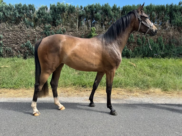 Oldenburger Merrie 2 Jaar 160 cm Bruin in Erfurt