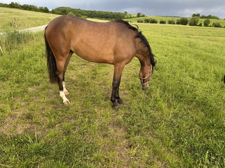 Oldenburger Merrie 2 Jaar 160 cm Bruin in Erfurt