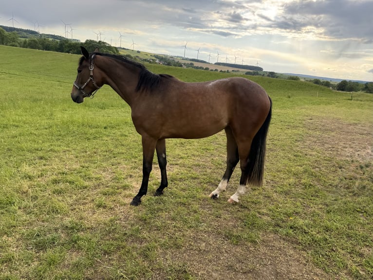 Oldenburger Merrie 2 Jaar 160 cm Bruin in Erfurt