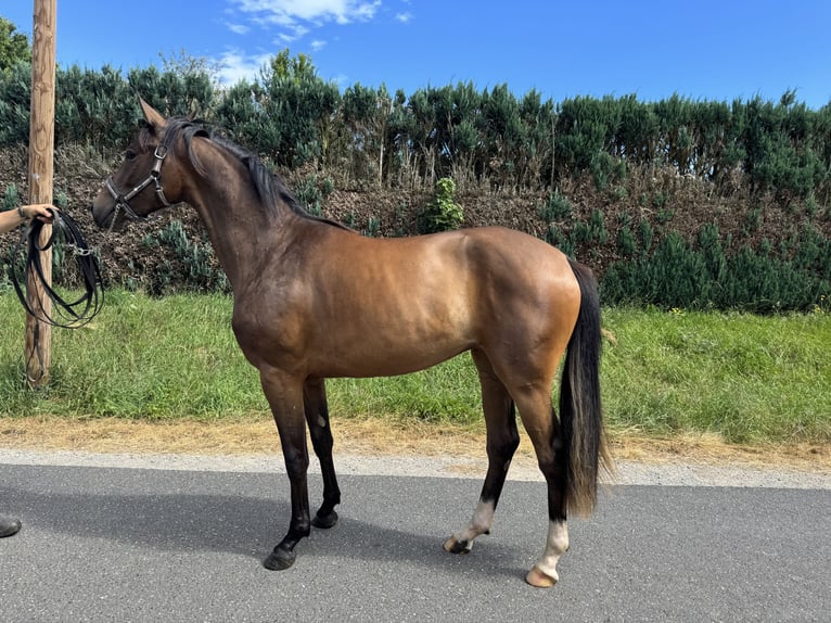 Oldenburger Merrie 2 Jaar 160 cm Bruin in Erfurt