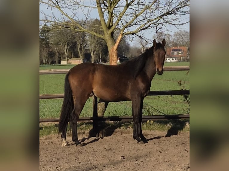 Oldenburger Merrie 2 Jaar 160 cm Bruin in Wardenburg