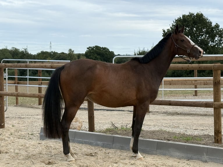 Oldenburger Merrie 2 Jaar 160 cm Bruin in Stockelsdorf