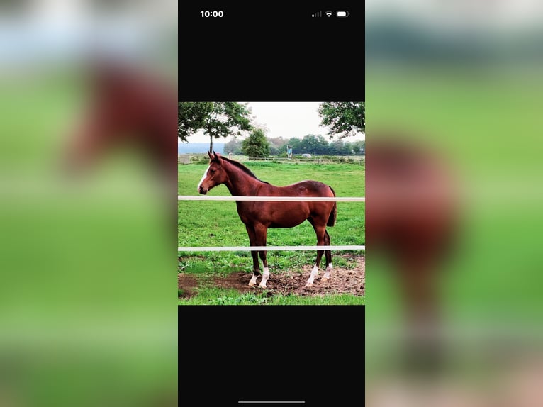 Oldenburger Merrie 2 Jaar 160 cm Bruin in Stockelsdorf