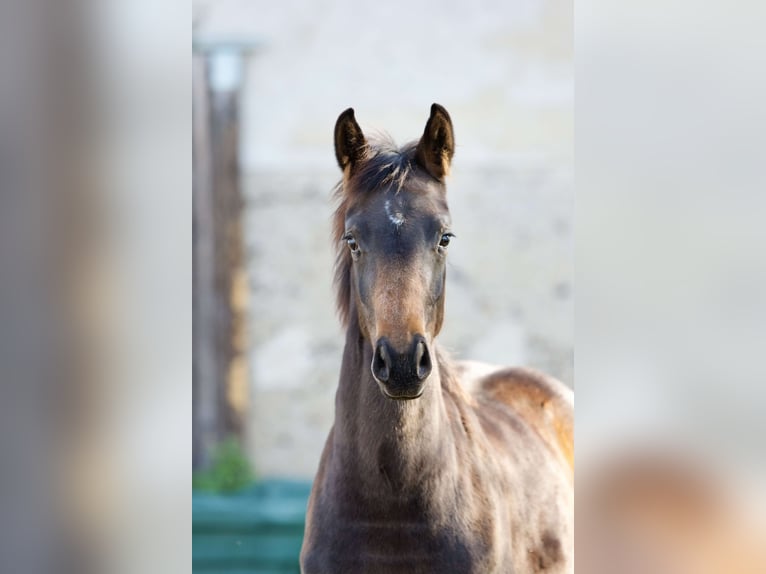 Oldenburger Merrie 2 Jaar 160 cm Donkerbruin in bag&#xE9; le chatel