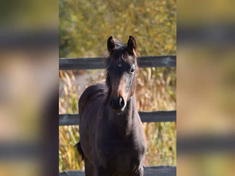 Oldenburger Merrie 2 Jaar 160 cm Donkerbruin in bag&#xE9; le chatel