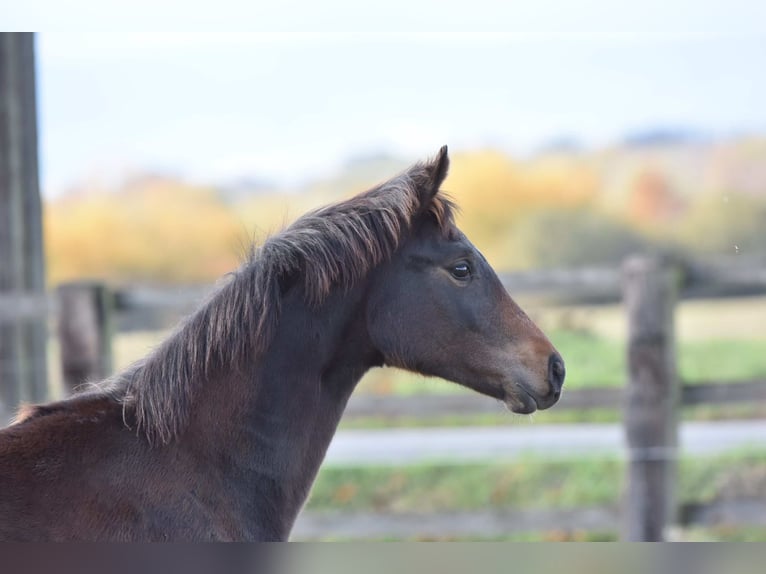 Oldenburger Merrie 2 Jaar 160 cm Donkerbruin in bag&#xE9; le chatel