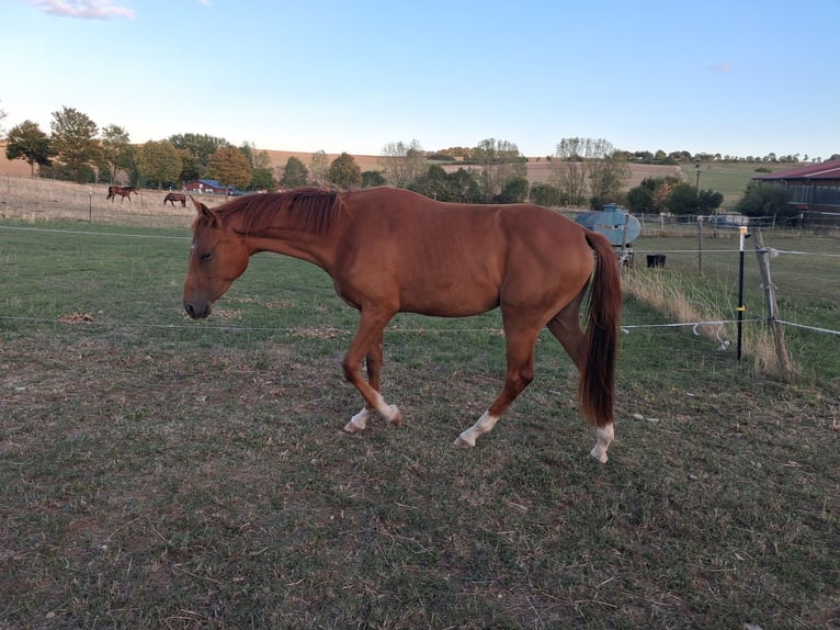 Oldenburger Merrie 2 Jaar 160 cm Vos in Königheim