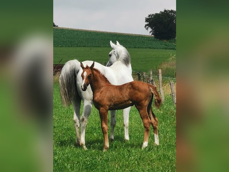 Oldenburger Merrie 2 Jaar 160 cm Vos in Reichshof