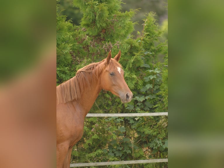 Oldenburger Merrie 2 Jaar 162 cm Vos in Hannover