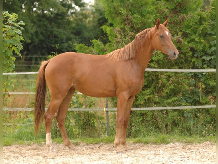 Oldenburger Merrie 2 Jaar 162 cm Vos in Hannover