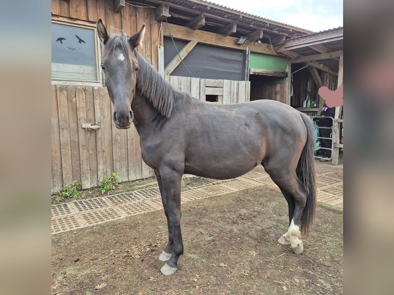 Oldenburger Merrie 2 Jaar 162 cm Zwartbruin in Isenb&#xFC;ttel