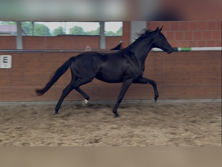 Oldenburger Merrie 2 Jaar 165 cm Zwart in Langwedel