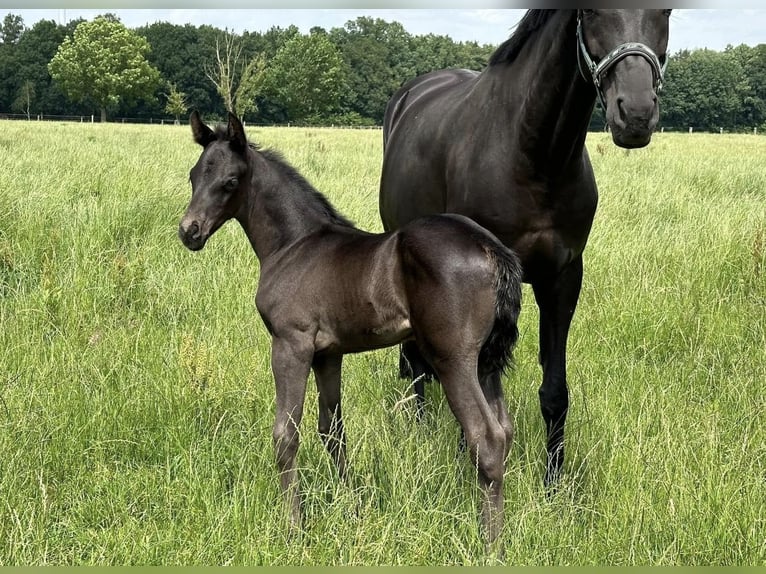 Oldenburger Merrie 2 Jaar 165 cm Zwart in Langwedel
