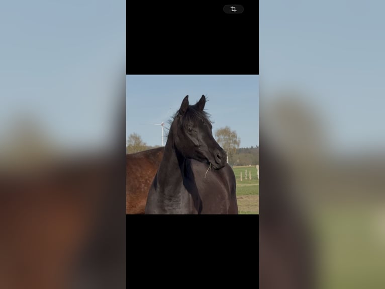 Oldenburger Merrie 2 Jaar 165 cm Zwart in Langwedel