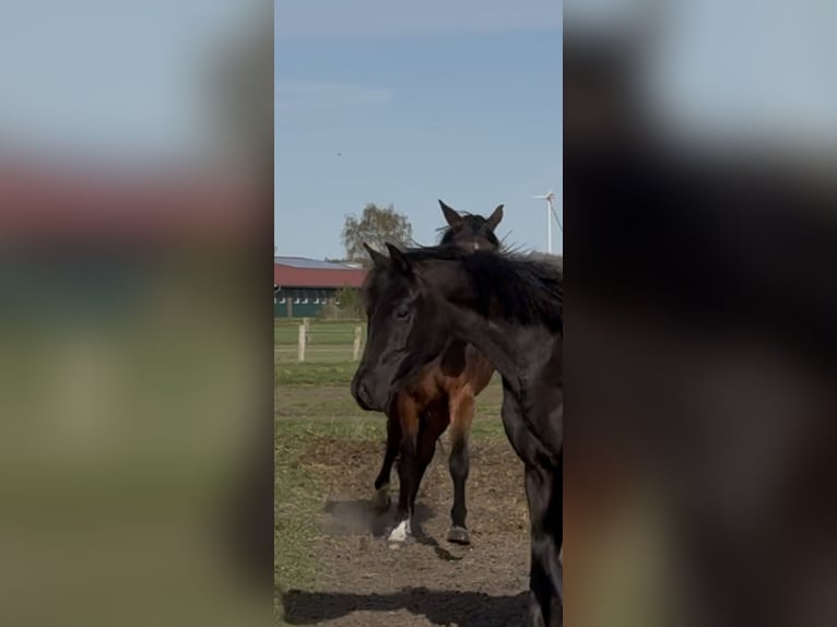 Oldenburger Merrie 2 Jaar 165 cm Zwart in Langwedel