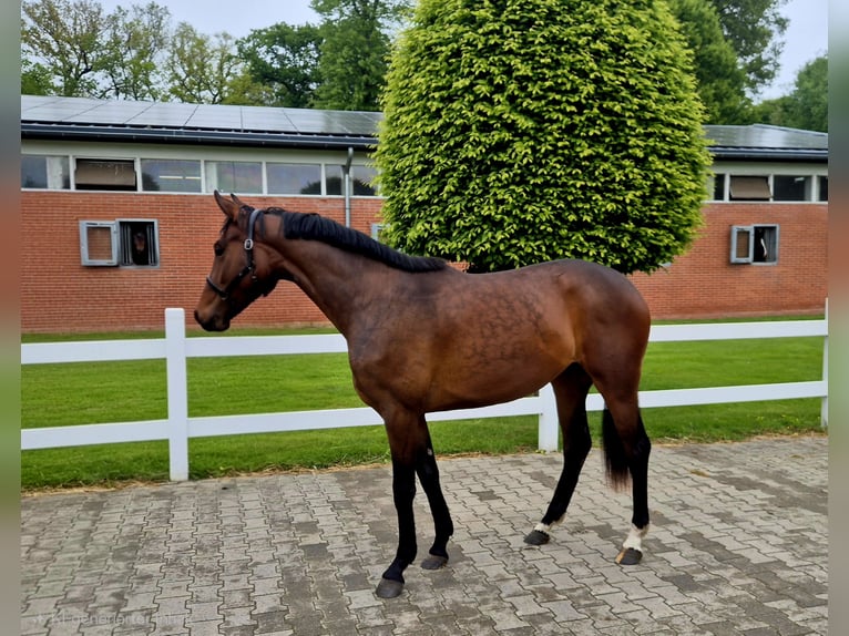 Oldenburger Merrie 2 Jaar 166 cm Bruin in Westerstede