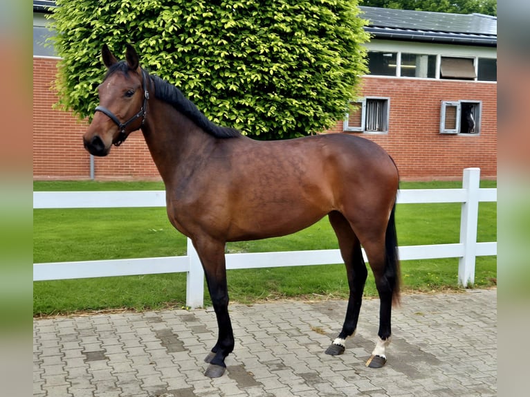 Oldenburger Merrie 2 Jaar 166 cm Bruin in Westerstede