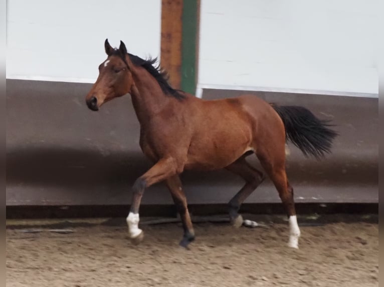 Oldenburger Merrie 2 Jaar 166 cm Bruin in Bramsche