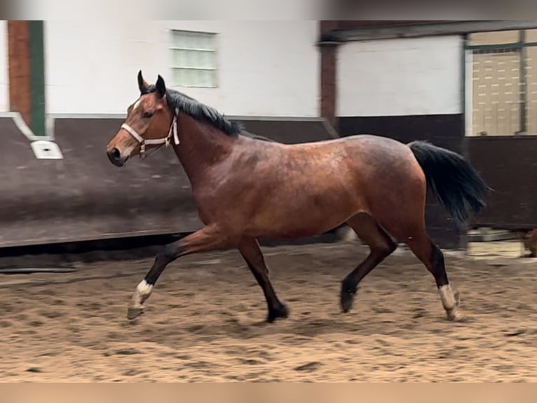 Oldenburger Merrie 2 Jaar 166 cm Bruin in Bramsche