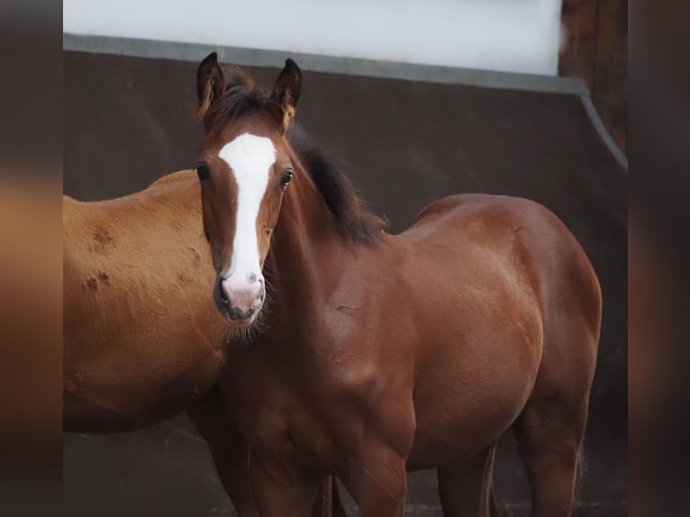 Oldenburger Merrie 2 Jaar 167 cm Bruin in Bramsche