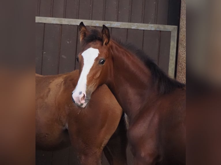 Oldenburger Merrie 2 Jaar 167 cm Bruin in Bramsche