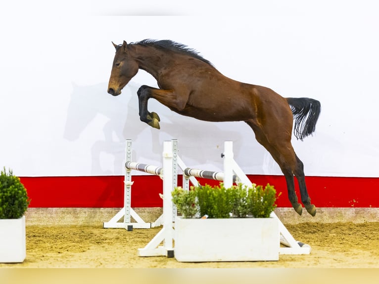 Oldenburger Merrie 2 Jaar 167 cm Bruin in Waddinxveen