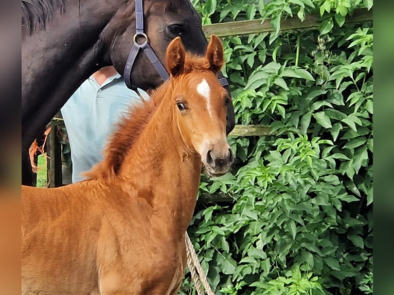 Oldenburger Merrie 2 Jaar 167 cm Donkere-vos in Ehrenburg