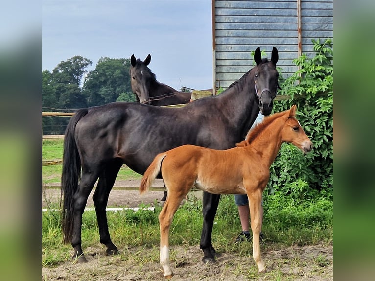 Oldenburger Merrie 2 Jaar 167 cm Donkere-vos in Ehrenburg